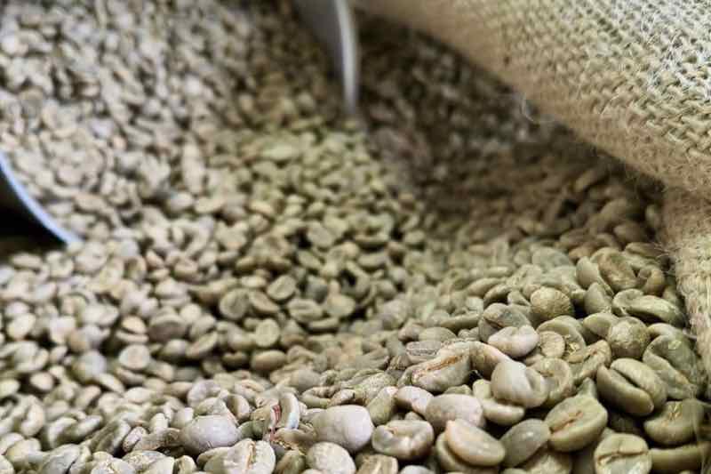 Grãos de café verdes selecionados antes da torra