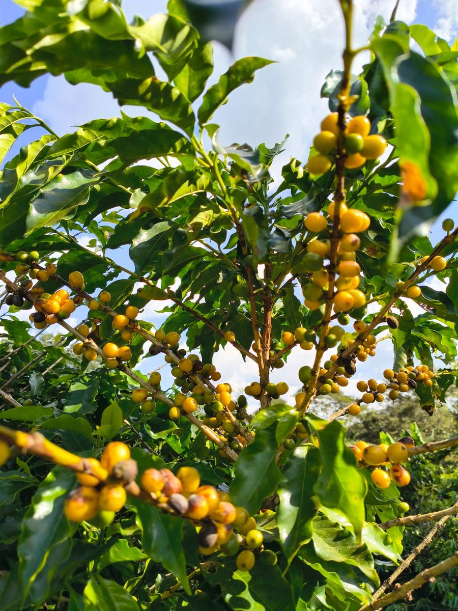 Cerejas de café maduras na plantação